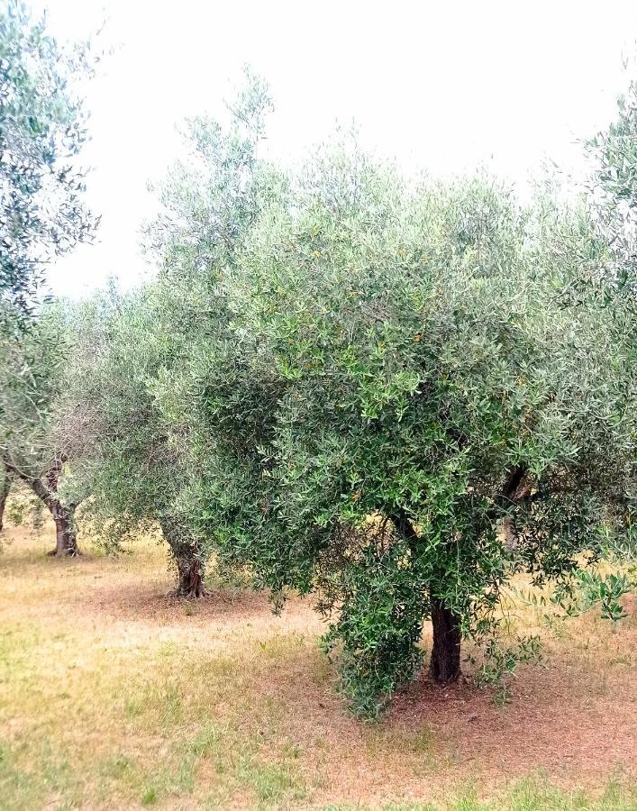 Tenuta Bardi Villa Baldassarri Exteriér fotografie